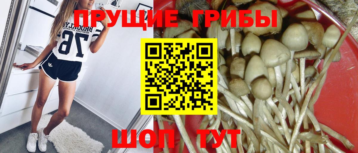 Псилоцибиновые грибы GOLDEN TEACHER Нижний Тагил